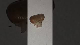 cockroach flying in slow motion [upl. by Zailer]