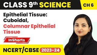 Epithelial Tissue Cuboidal Columnar Epithelial Tissue  Class 9 Biology Chapter 6  Tissues [upl. by Charmain957]