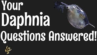 Daphnia Questions Answered [upl. by Renba]