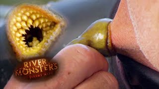 Lamprey Bites Jeremy Wades Neck  LAMPREY  River Monsters [upl. by Sedecram]