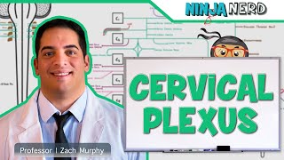 Neurology  Cervical Plexus [upl. by Sang]