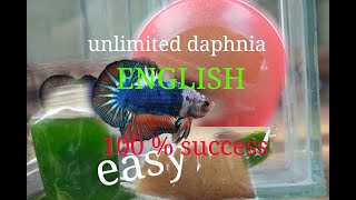 daphnia moina culture Easy way Unlimited production English  with sub Green water Chlorella [upl. by Amann405]