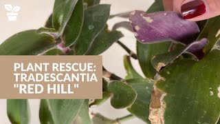 Plant Rescue Tradescantia quotRed Hillquot care [upl. by Adnolor671]