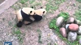 How giant pandas overcome difficulties to mate [upl. by Ewall]