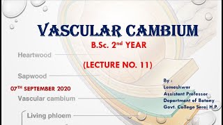 PlantAnatomy Vascular Cambium [upl. by Ginder326]