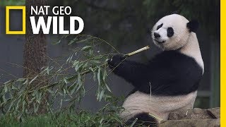 Giant Pandas 101  Nat Geo Wild [upl. by Towny]