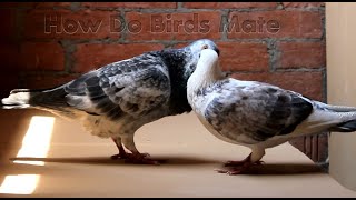 How Do Birds Mate  Pigeon Kissing And Mating Scene [upl. by Husain428]