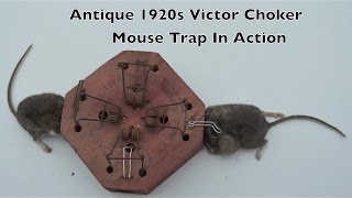 Antique Victor Mouse Trap In Action with motion cameras [upl. by Tedi794]