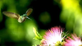 Calliandra haematocephala [upl. by Angie]