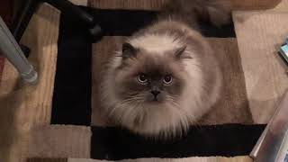 Crying Himalayan Cat [upl. by Hutchins]