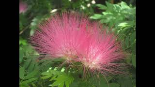 Calliandra surinamensis [upl. by Prosper]