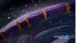 Membrane Animation  Single Cell Animation [upl. by Noira]