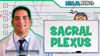 Neurology  Sacral Plexus [upl. by Alysia]