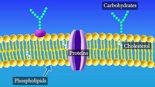 Cell Membrane Structure and Function [upl. by Atikat]