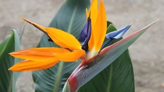 Strelitzia reginae  Bird of Paradise Crane Flower [upl. by Glenda593]