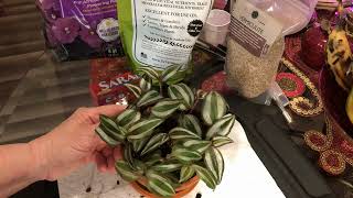 How to Prune your Wandering Jew and make it bushier [upl. by Kevin62]