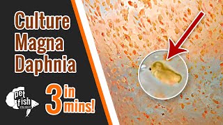 How to culture DAPHNIA MAGNA  The easy way [upl. by Bay]