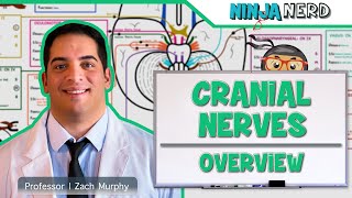 Neurology  Cranial Nerves Overview [upl. by Maryanne]