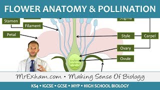 Plant reproduction  Flower anatomy and pollination  GCSE Biology 91 [upl. by Trin]