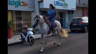 Cavalo Mangalarga Marchador Unibom HD [upl. by Enirol]