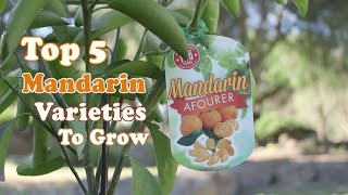 Top 5 Mandarin Varieties To Grow [upl. by Llenet]