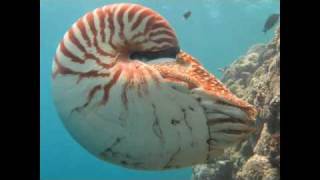 The Chambered Nautilus [upl. by Esaertal]