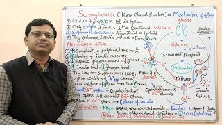 Diabetes Mellitus Part10 Mechanism of Action of Sulfonylurease  Antidiabetic Drugs  Diabetes [upl. by Prudence]