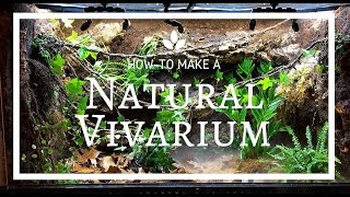 How to build a Natural Vivarium From Scratch [upl. by Kentigerma]