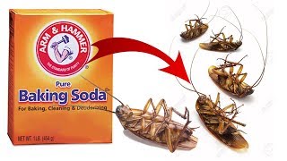 DIY Natural Cockroach Killer using Baking Soda [upl. by Ennoid]