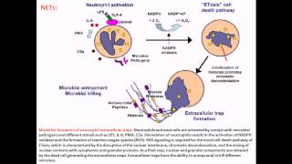 Streptococcus pyogenes infection and disease [upl. by Bayless]