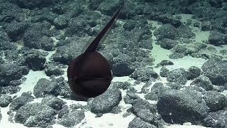 Gulper Eel Balloons Its Massive Jaws  Nautilus Live [upl. by Ahsiryt580]