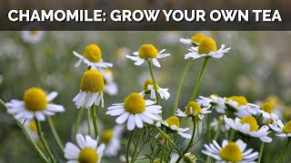 How to Grow Chamomile From Seed And Make Your Own Tea [upl. by Neuberger]