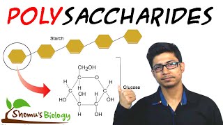 Polysaccharides biochemistry and structure [upl. by Yatnohs]