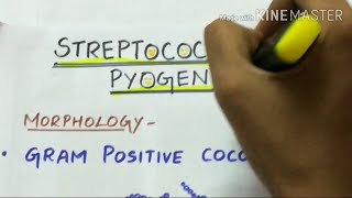 STREPTOCOCCUS PYOGENES  microbiology handwritten notes [upl. by Nereen]