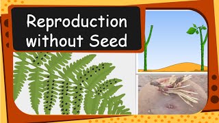 Science  Plant Reproduction without seed  English [upl. by Annaiuq]