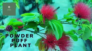 Calliandra plant  Powder puff  Summer plant plant  Care tips and propagation [upl. by Aihcropal]