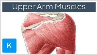 Muscles of the upper arm and shoulder blade  Human Anatomy  Kenhub [upl. by Sessylu]