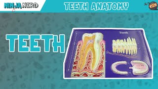 Gastrointestinal  Teeth Anatomy [upl. by Ylac140]