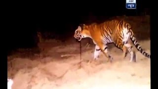 Exclusive Watch the LIVE ENCOUNTER of maneating tigress [upl. by Cassady160]