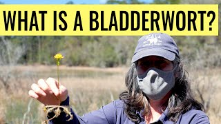 What is a Bladderwort [upl. by Nylarak449]