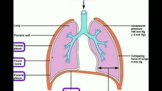 Anatomy  Body Cavities amp Serous Membranes [upl. by Lisbeth]