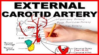 External Carotid Artery [upl. by Enelia]