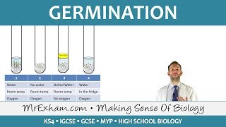 Plant reproduction  Germination  GCSE Biology 91 [upl. by Iain]