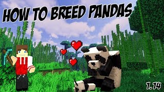 How to Breed Pandas in Minecraft [upl. by Cull]