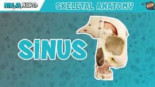 Sinus Skull Anatomy [upl. by Limemann]