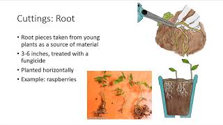 Asexual Plant Propagation [upl. by Nickolai]