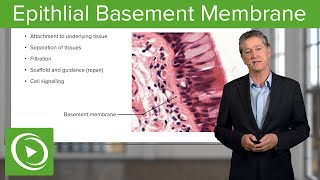 Epithlial Basement Membrane – Histology  Lecturio [upl. by Sibell]