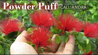 Powder Puff Plant Care  Calliandra Plant  Grow Powder Puff Flower in Container [upl. by Aihtnic]