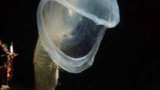 BBC Planet EarthBlue Planet  Deep ocean creatures [upl. by Battista451]