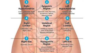 QUADRANTS AND REGIONS OF ABDOMEN  NURSING KNOWLEDGE [upl. by Urban]